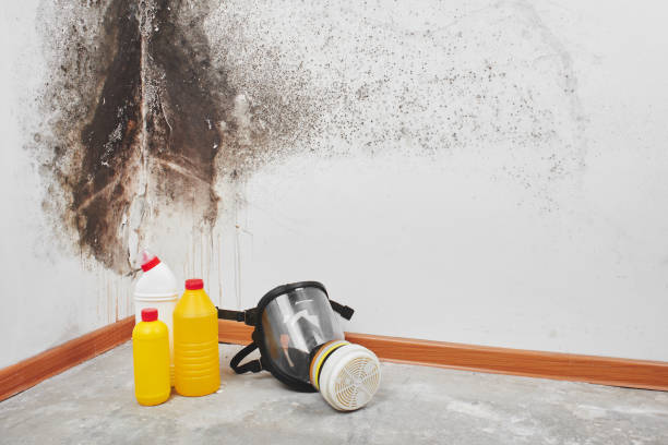 Best Same-Day Mold Removal  in Long Hill, CT