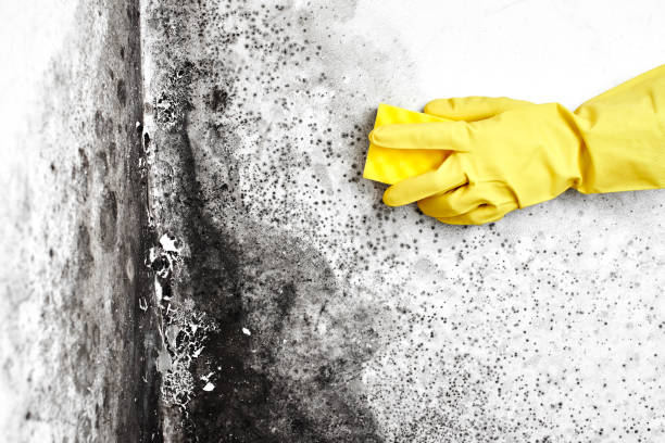 Best Office Mold Removal Services  in Long Hill, CT