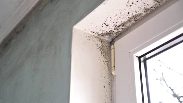 Best Commercial Mold Removal  in Long Hill, CT