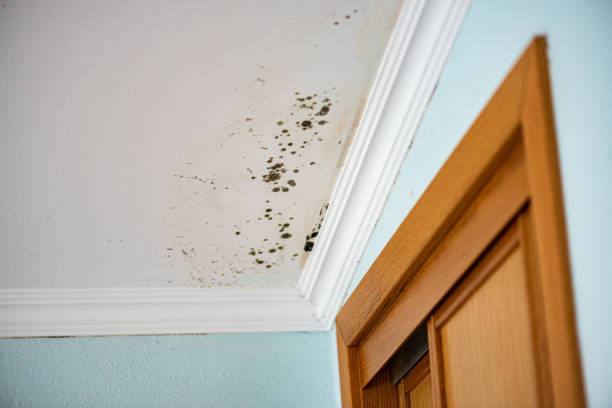 Best Toxic Mold Removal  in Long Hill, CT