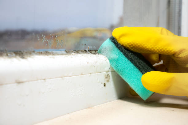 Best Mold Testing  in Long Hill, CT