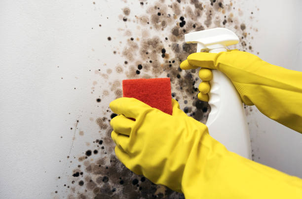 Best Mold Removal and Inspection  in Long Hill, CT