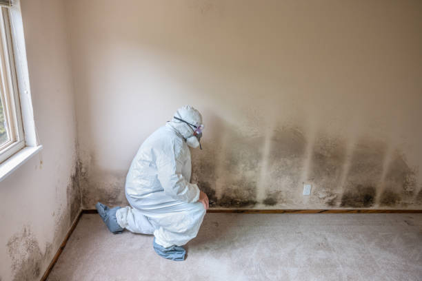 Best Professional Mold Removal  in Long Hill, CT