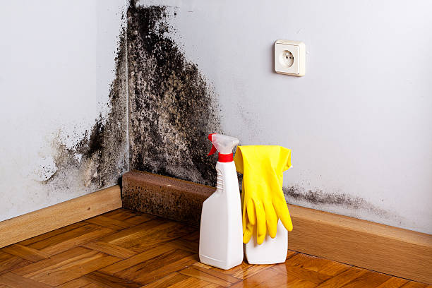 Trusted Long Hill, CT Mold Removal Experts