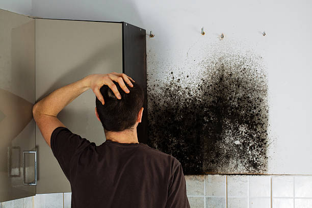 Best Best Mold Removal Companies  in Long Hill, CT