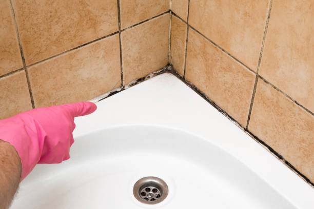 Best Toxic Mold Removal  in Long Hill, CT
