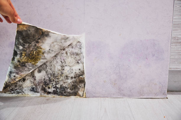 Best Mold Testing  in Long Hill, CT
